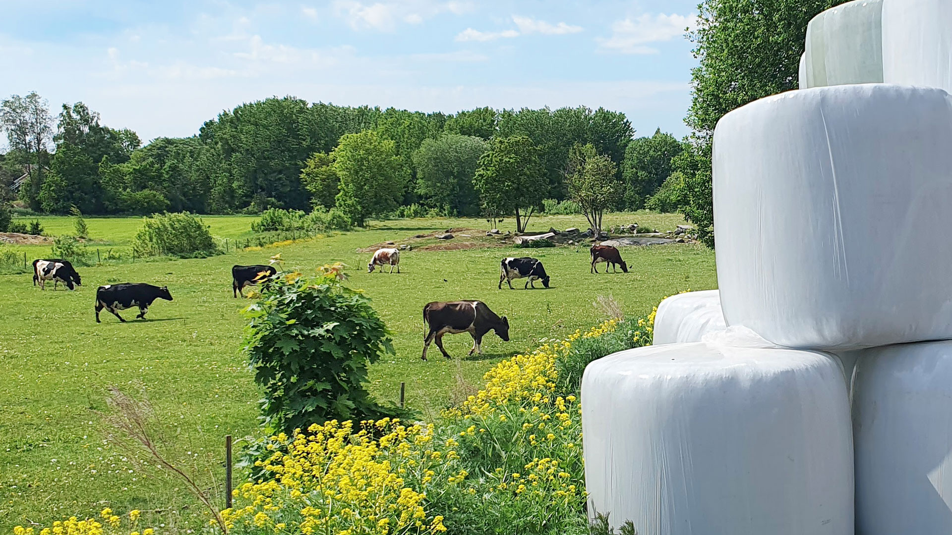 Cows grazing, white silage in the foreground.