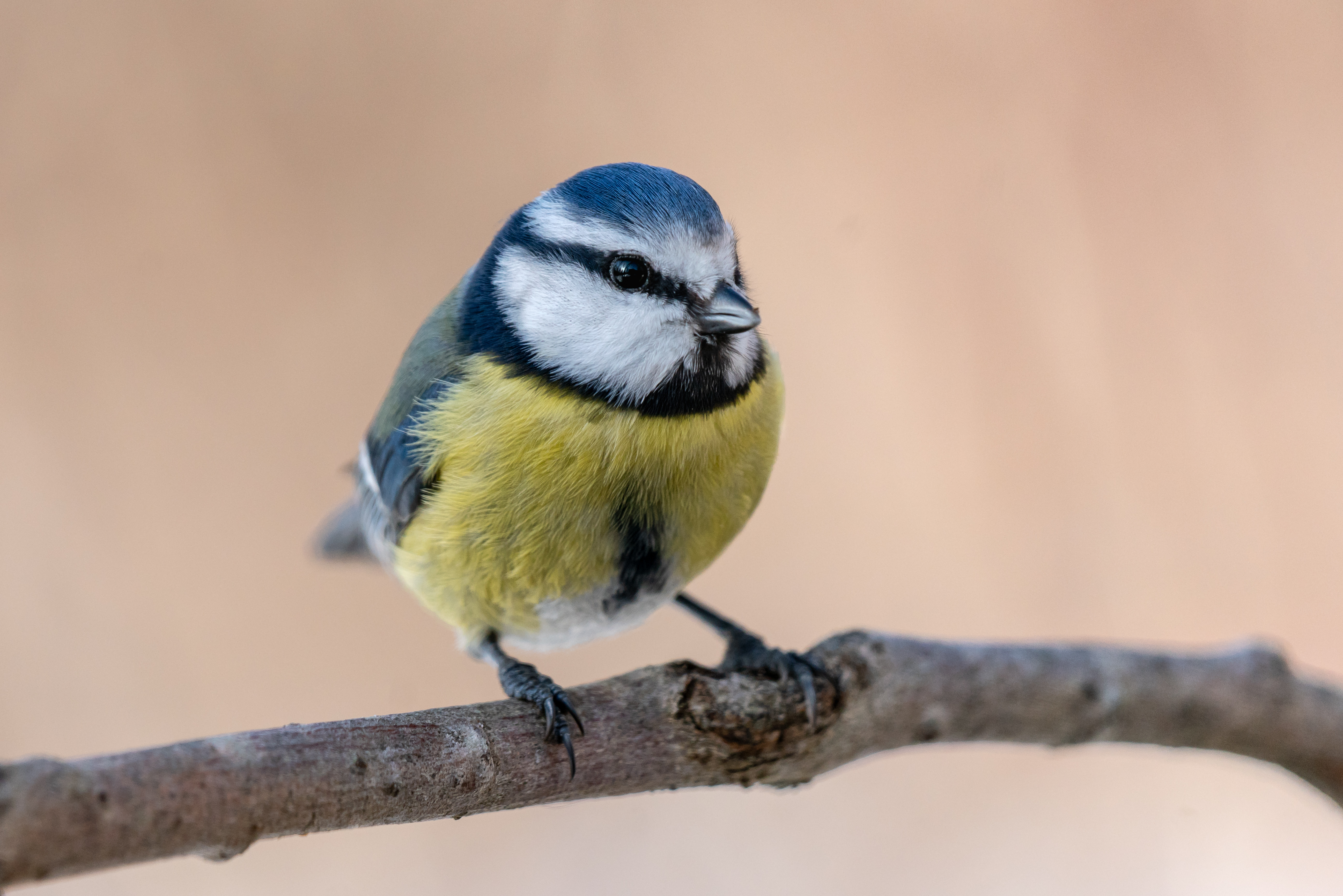 Blåmes som sitter på en gren.