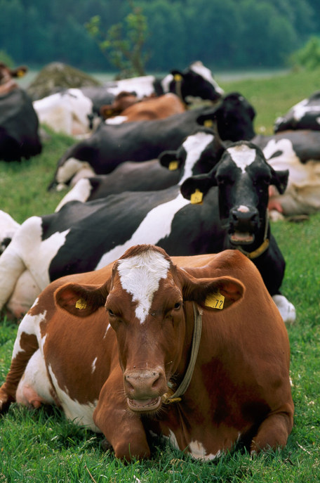 A group of cows lie and ruminate in a pasture with grass and trees.