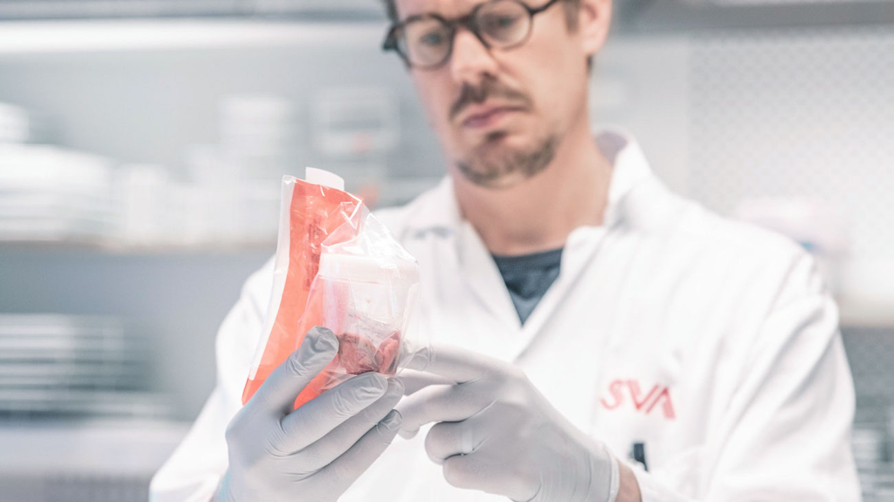 A laboratory veterinarian at SVA examines a sample from a wild boar to be tested for African swine fever.