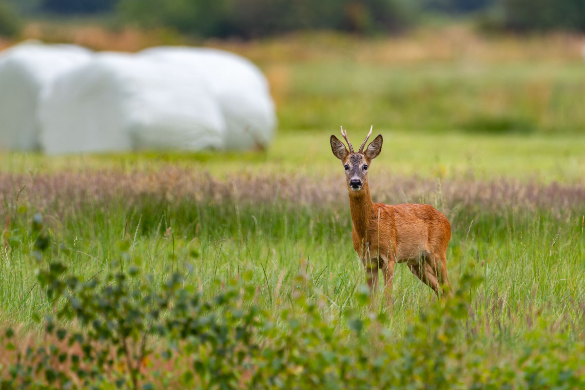 Roe deer