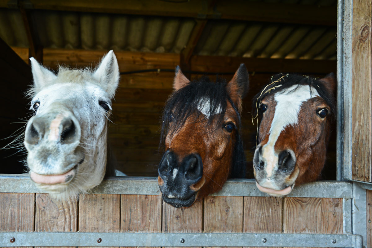 Three horses