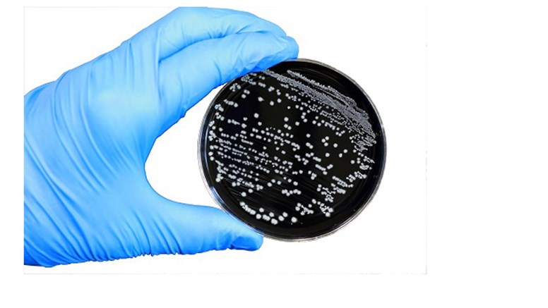 Campylobacter-colony